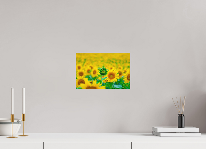 30 x 20 cm, Fuji Print The Standout Sunflower
