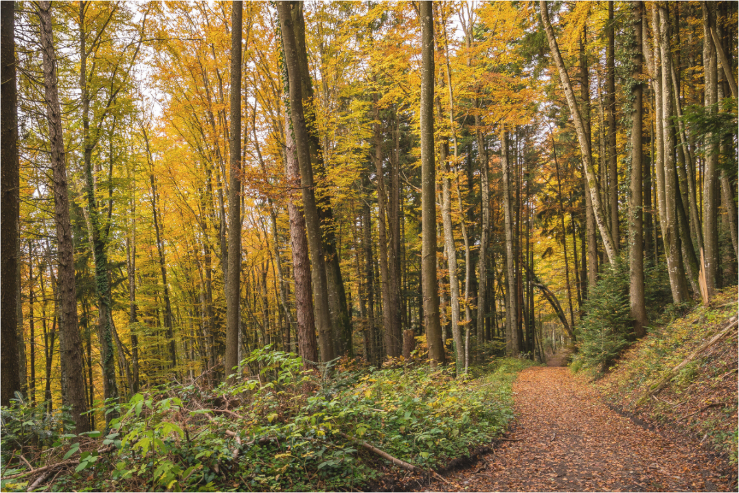 Main image Autumn Pathway