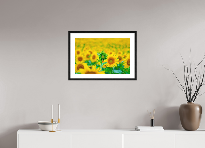 60 x 40 cm, Wood Framed Baryta Print with Passe-Partout The Standout Sunflower