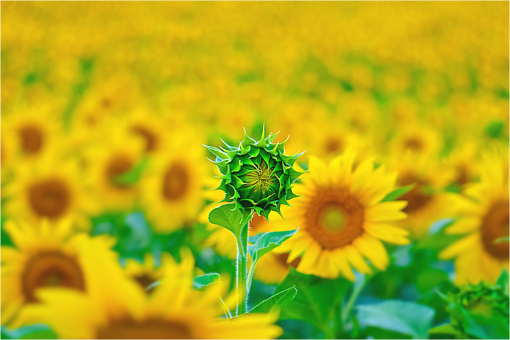 Main image The Standout Sunflower