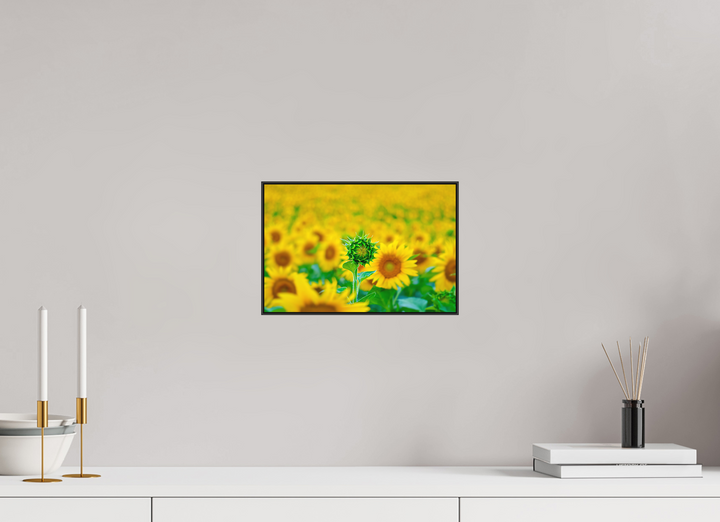 30 x 20 cm, Aluminum Floater-Framed Fuji Print on Alu-Dibond The Standout Sunflower