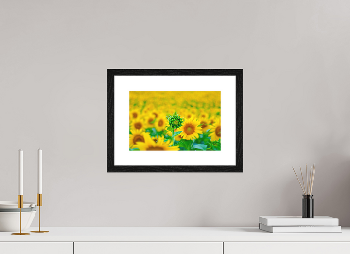 30 x 20 cm, Wood Framed Baryta Print with Passe-Partout The Standout Sunflower