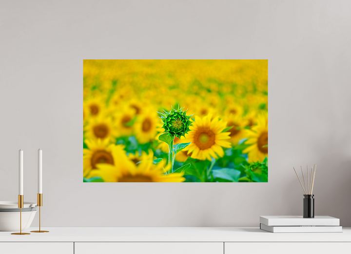 60 x 40 cm, Fine Art Baryta Print The Standout Sunflower